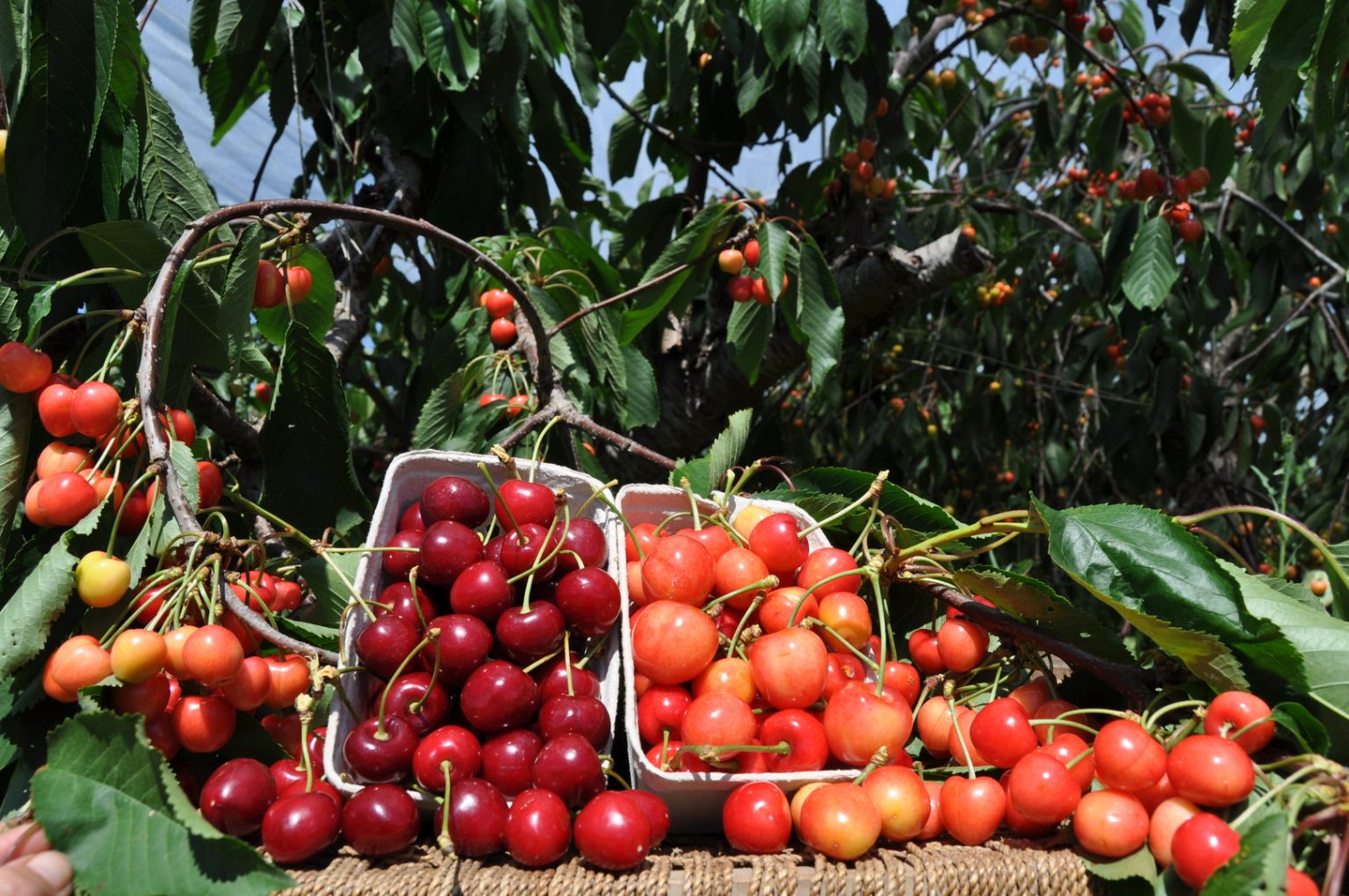 isle-of-wight-fruit-orchards-godshill-orchards