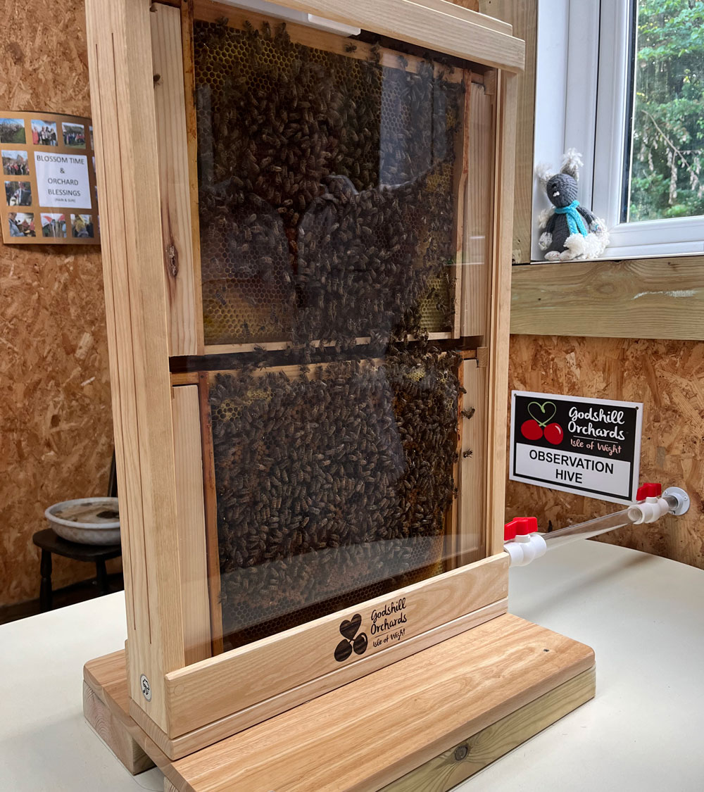 Bee observation hive at Godshill Orchards on the Isle of Wight